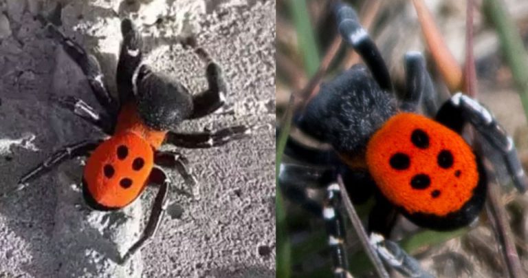 Σπάνια αράχνη πασχαλίτσα στο Ναύπλιο από Βρετανία – Πώς «ταξίδεψε» χιλιάδες χιλιόμετρα