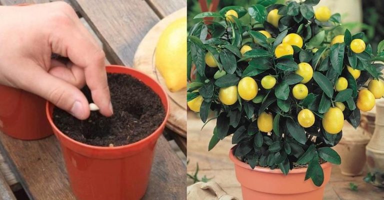 Λεμόνια στο σπίτι: Βήμα βήμα πως να φυτέψετε μια λεμονιά στο μπαλκόνι σας και πως θα την καλλιεργήσετε σωστά